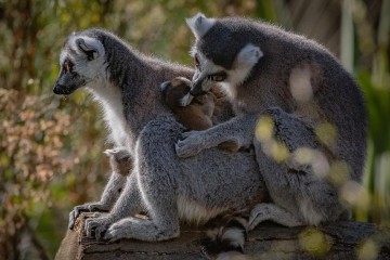 Madagascar : 31 % des lémuriens en danger critique d’extinction